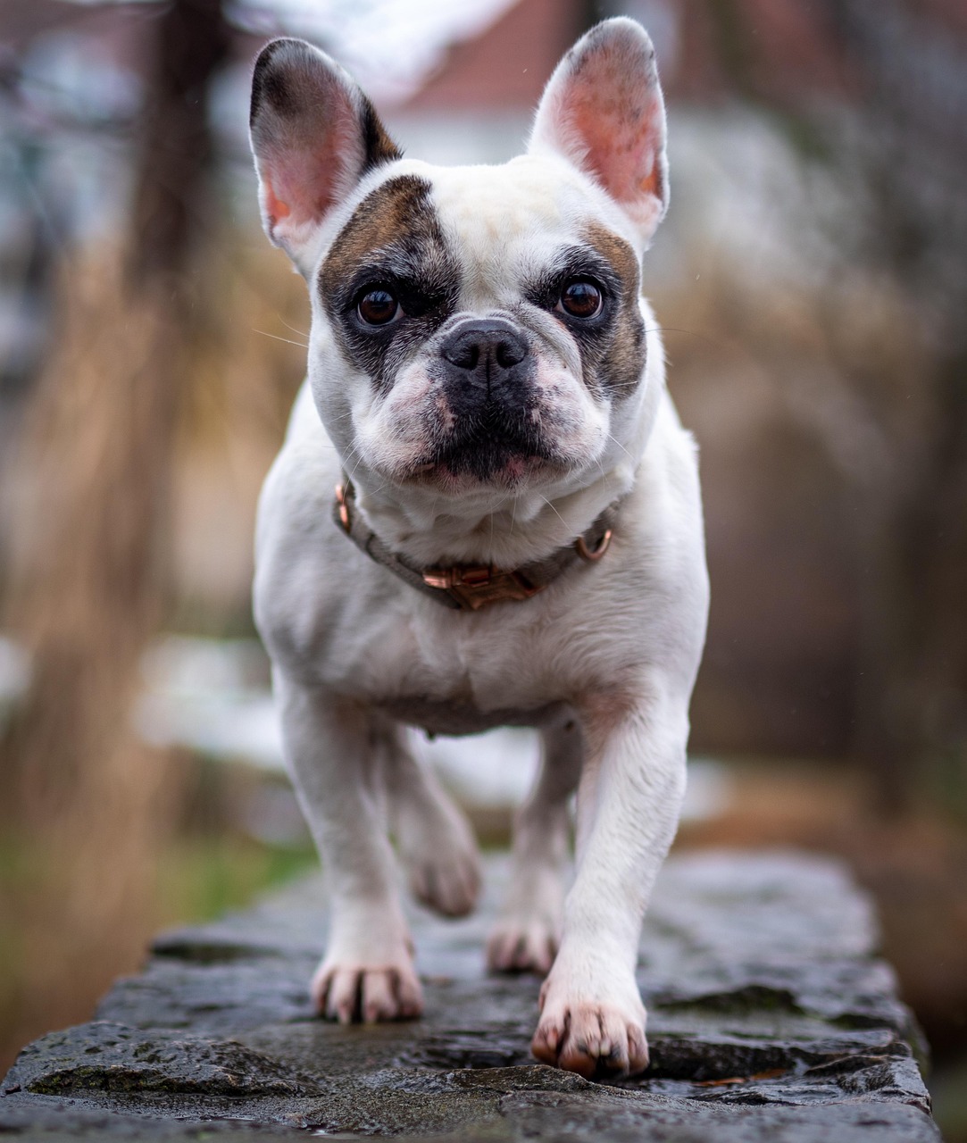What Can a French Bulldog Not Eat? Full List