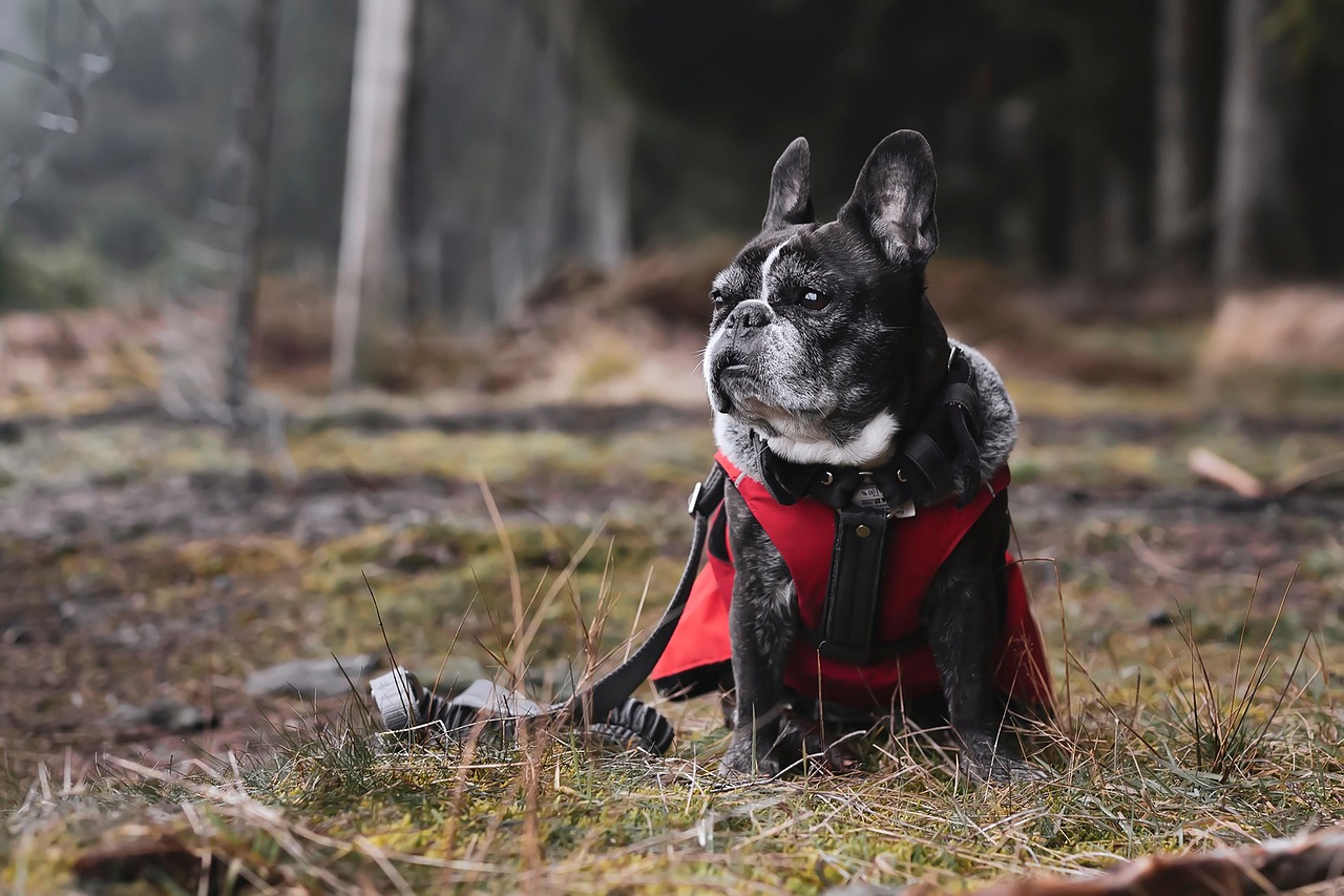Do French Bulldogs Have Breathing Problems? Facts
