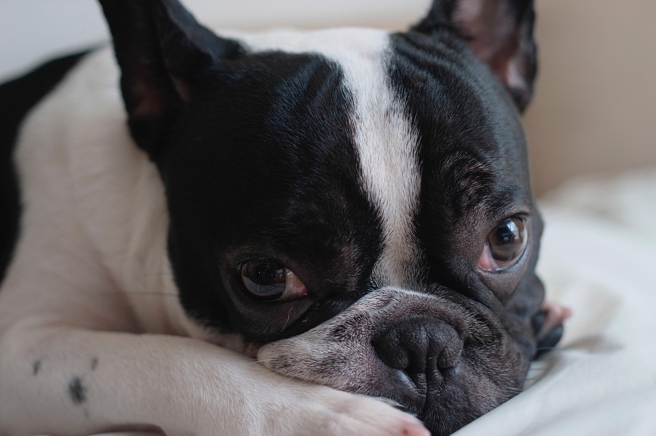 Do Frenchies Get Zoomies? Yes — Here’s Why