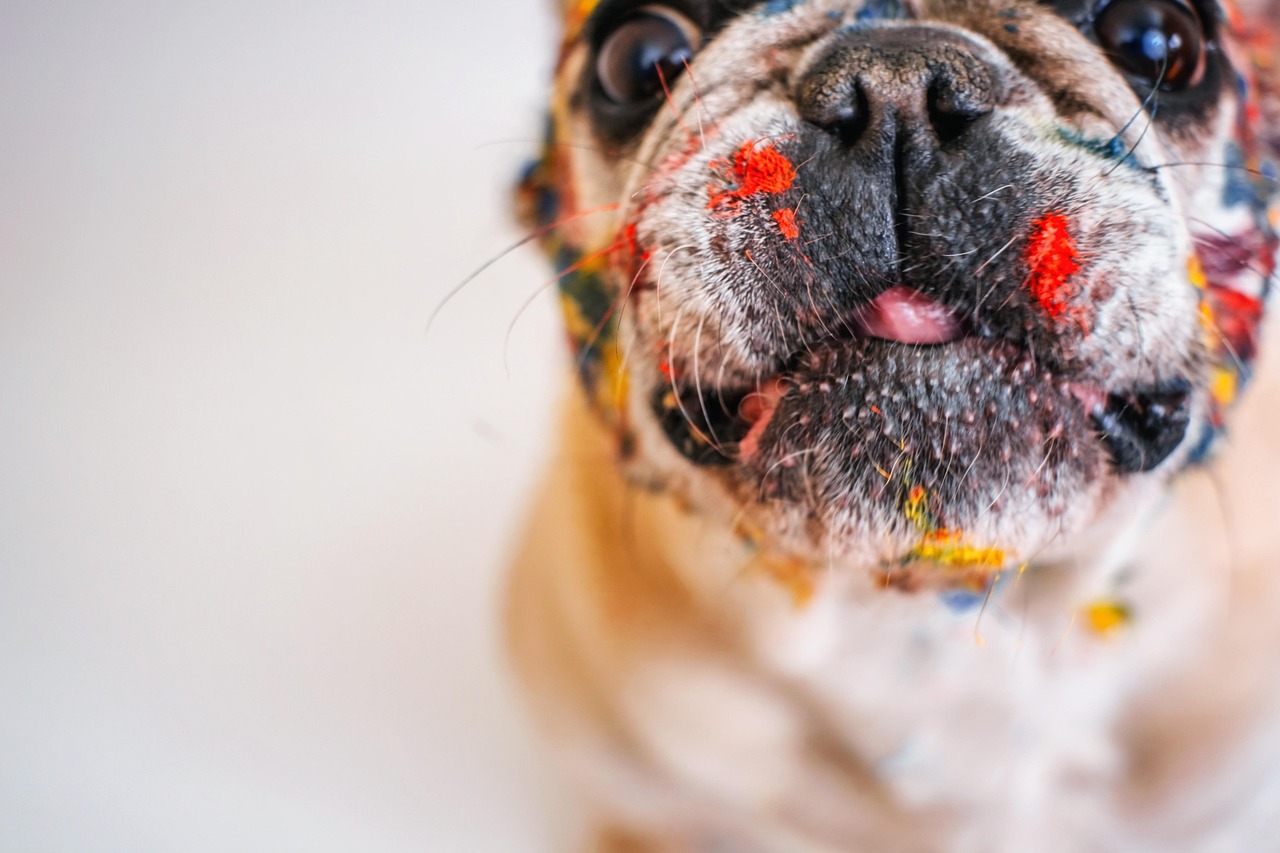 Can French Bulldogs Eat Raw Diet? Risks & Benefits