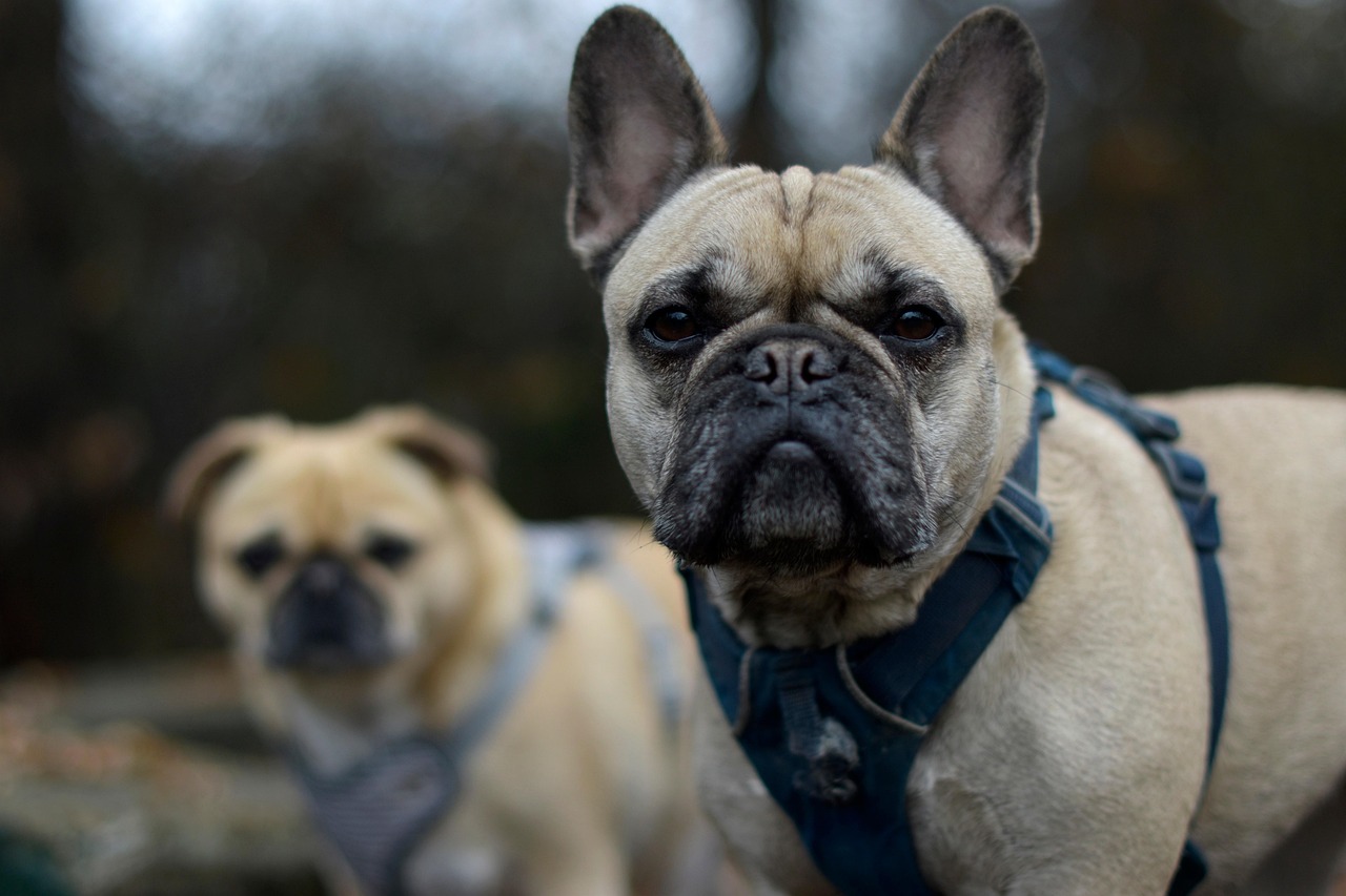 Adult French Bulldog with flat face