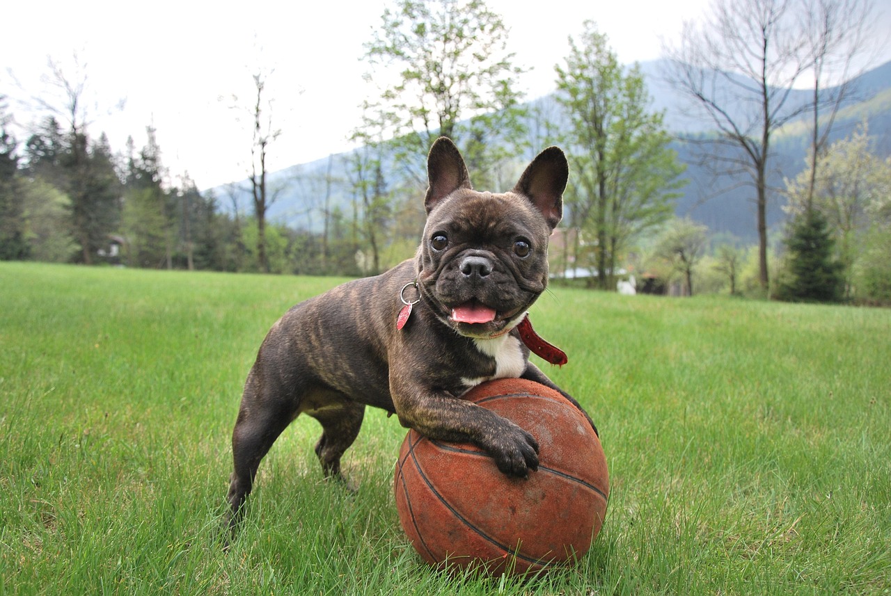 Cute French Bulldog puppy