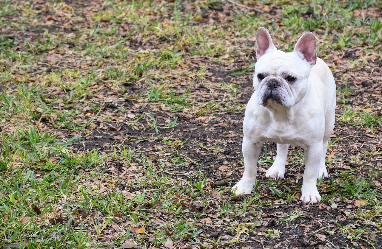 Happy French Bulldog smiling
