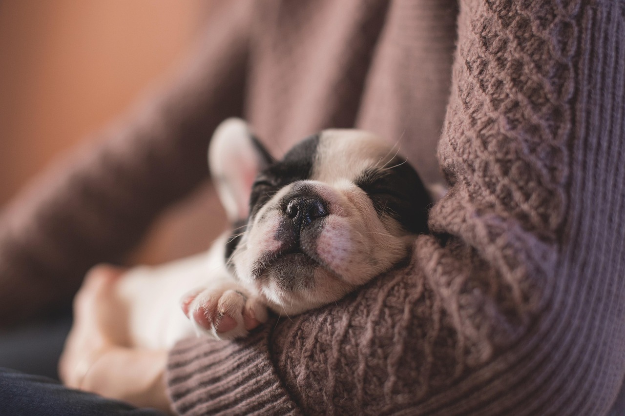 Person sleeping with a French Bulldog puppy