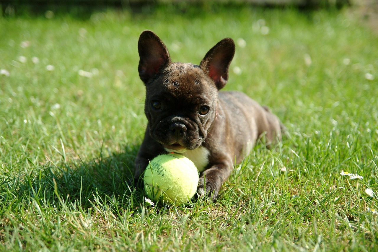 French Bulldog puppy playing