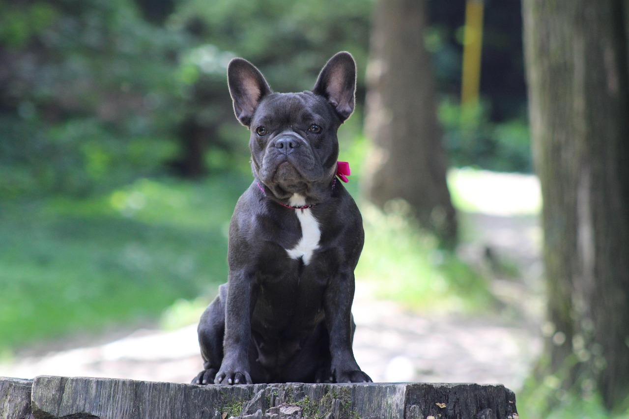 Why Is My French Bulldog Barking at Nothing? Causes & Fixes