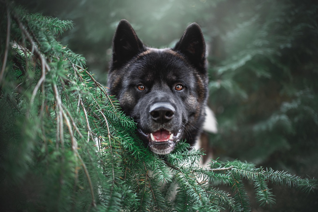 How Long Will a Dog With Separation Anxiety Bark?