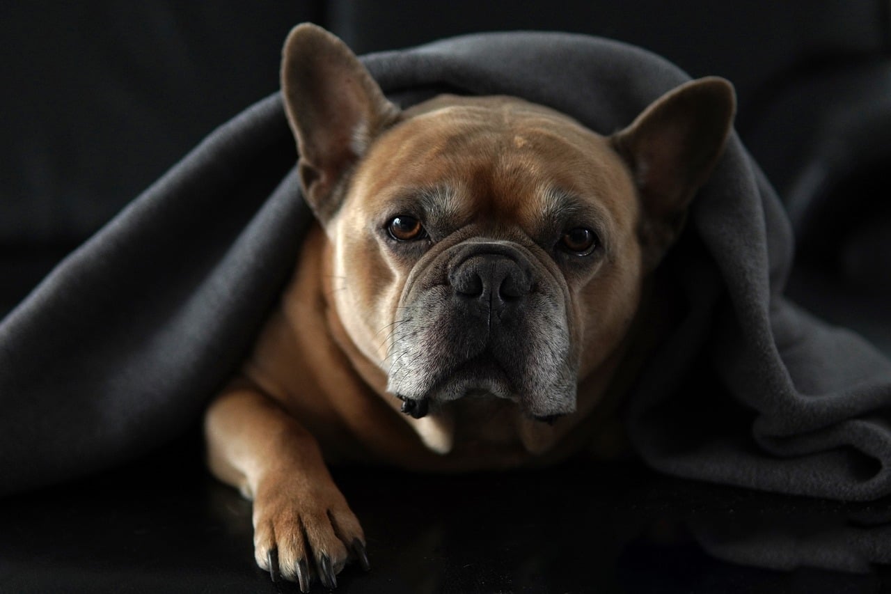 How Much Does a French Bulldog Eat Per Day?