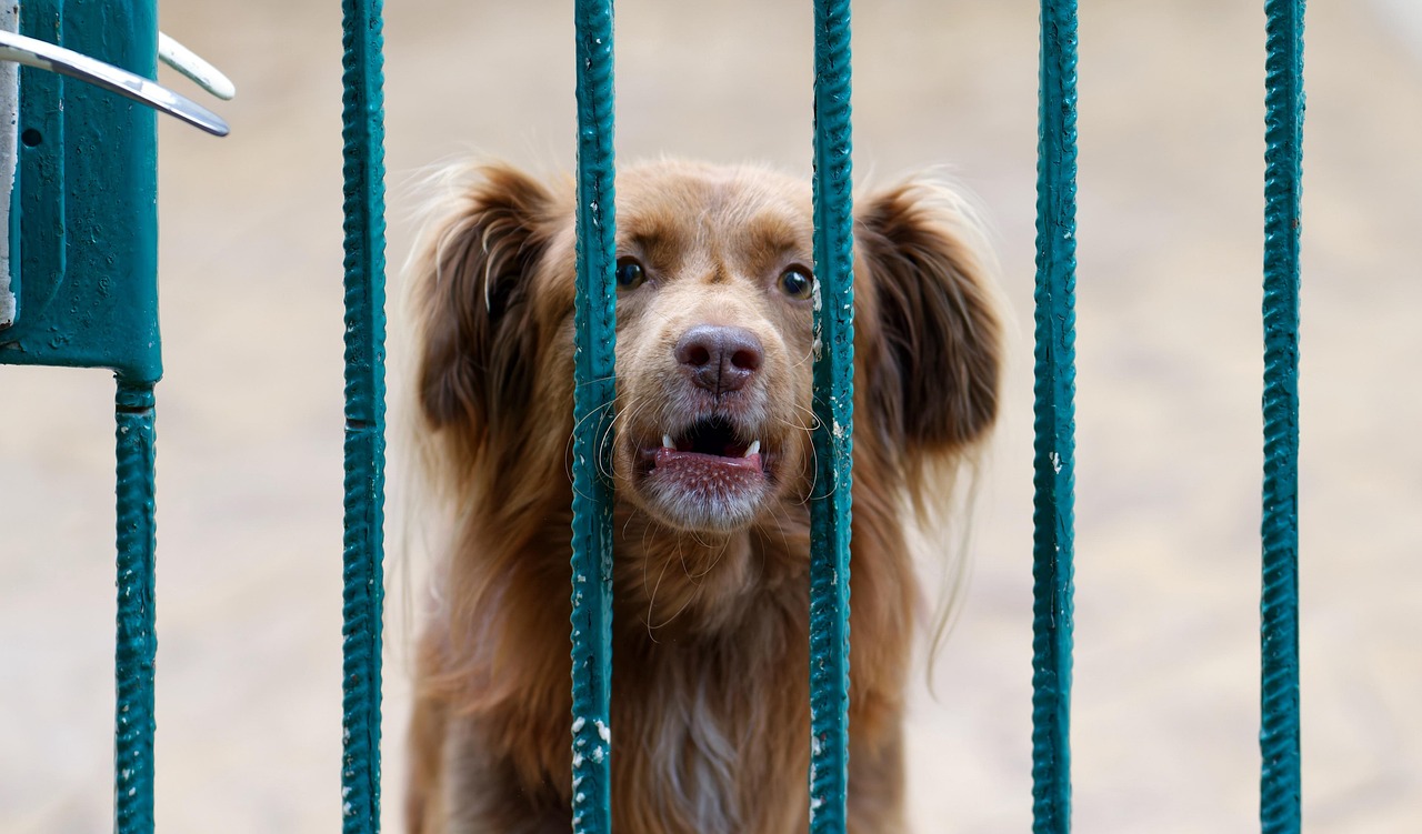 How to Deal with Dog Separation Anxiety Barking (Frenchie Guide)