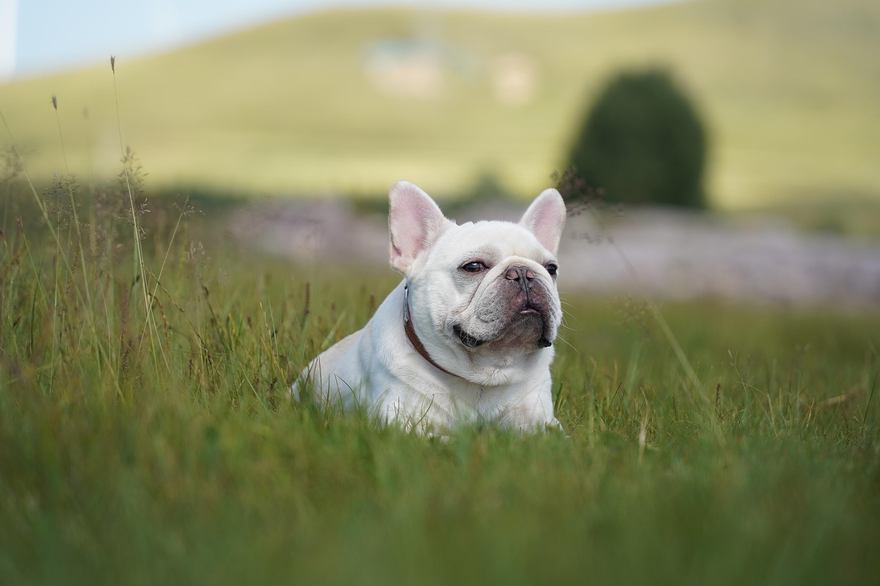 Does a French Bulldog Bark? Frenchie Barking Explained