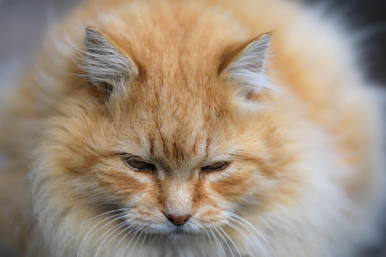 Are Siberian cats hypoallergenic? Siberian cat with fluffy coat and green eyes.