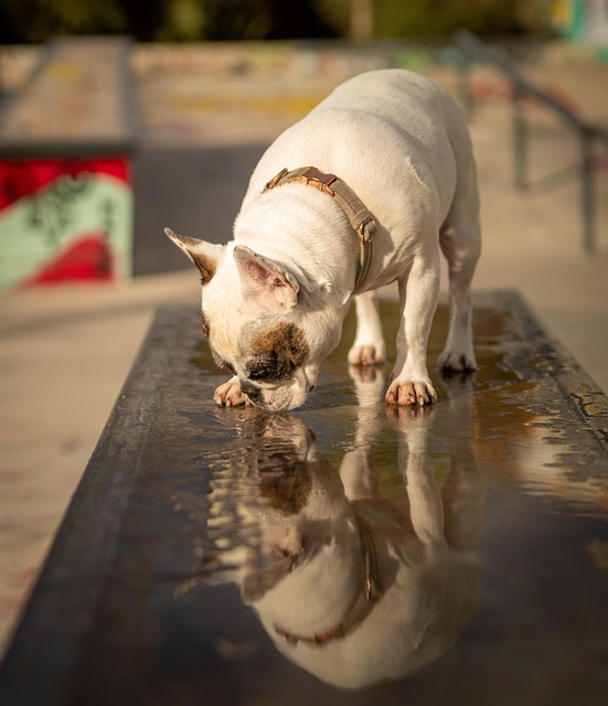 Does Puppy Potty Training Spray Work? (Frenchie Guide)