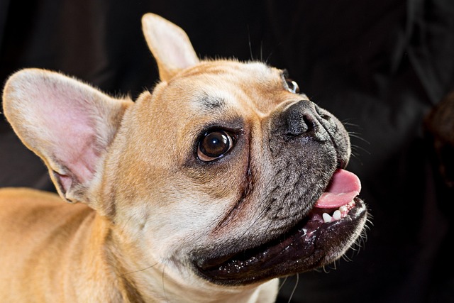 Dog Keeps Barking Because of Heat? French Bulldog Guide