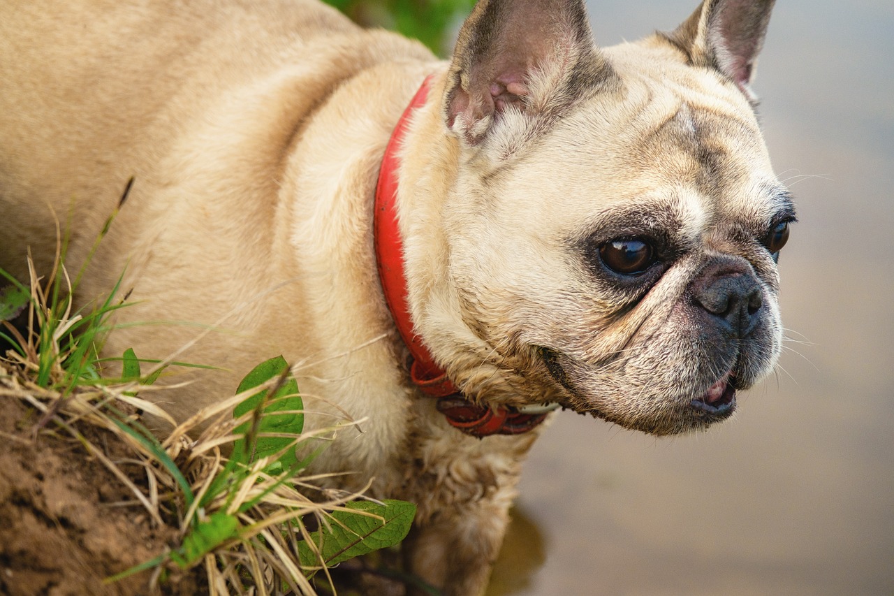 Dog Potty Training for French Bulldogs: A Complete Guide