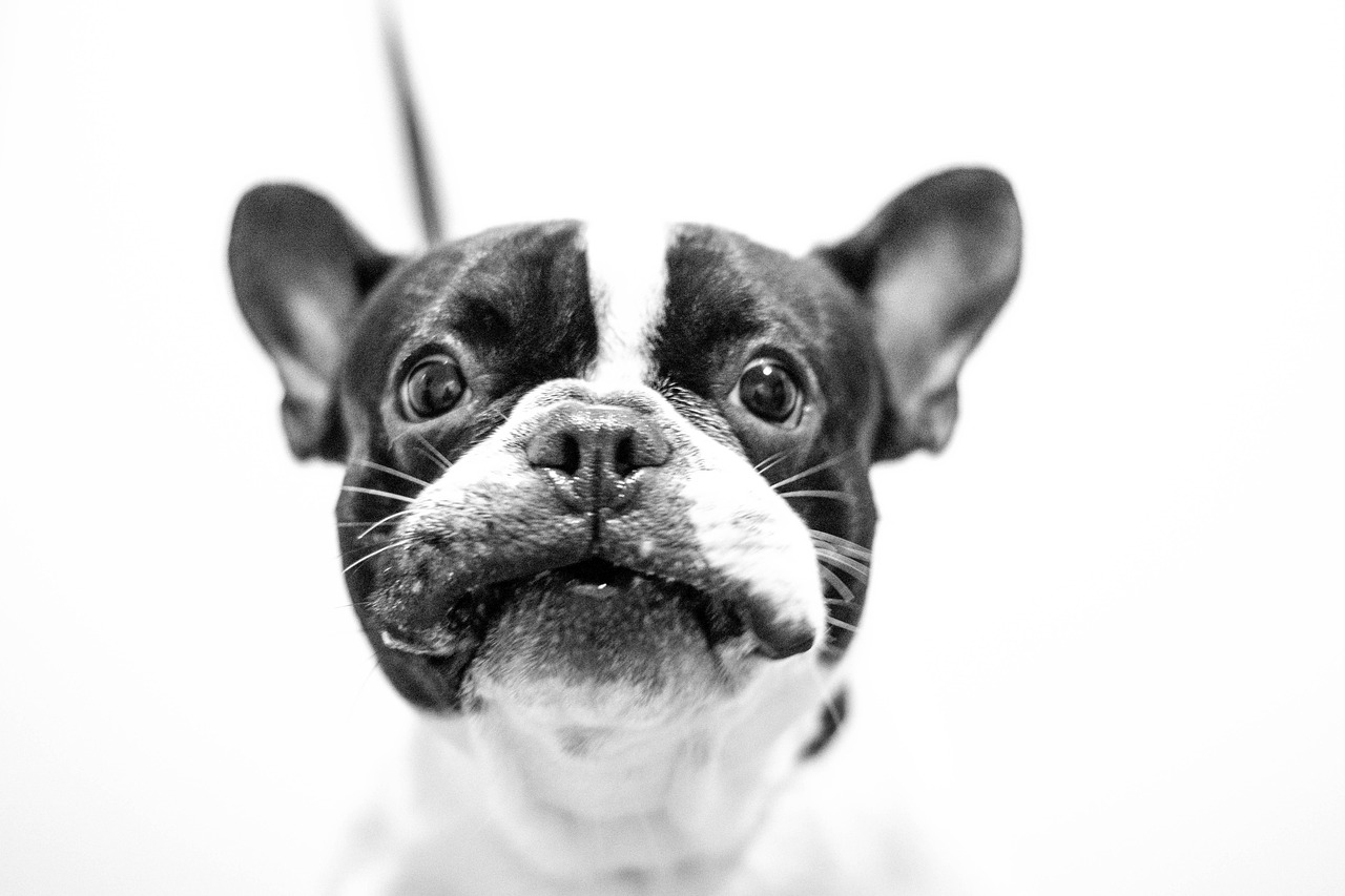 Fluffy French Bulldog puppy portrait with a soft coat