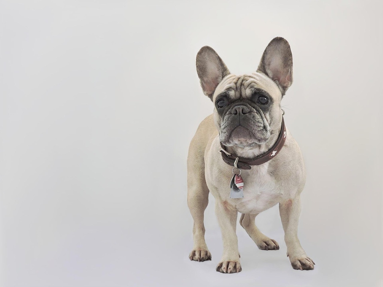 Portrait of a purebred French Bulldog.