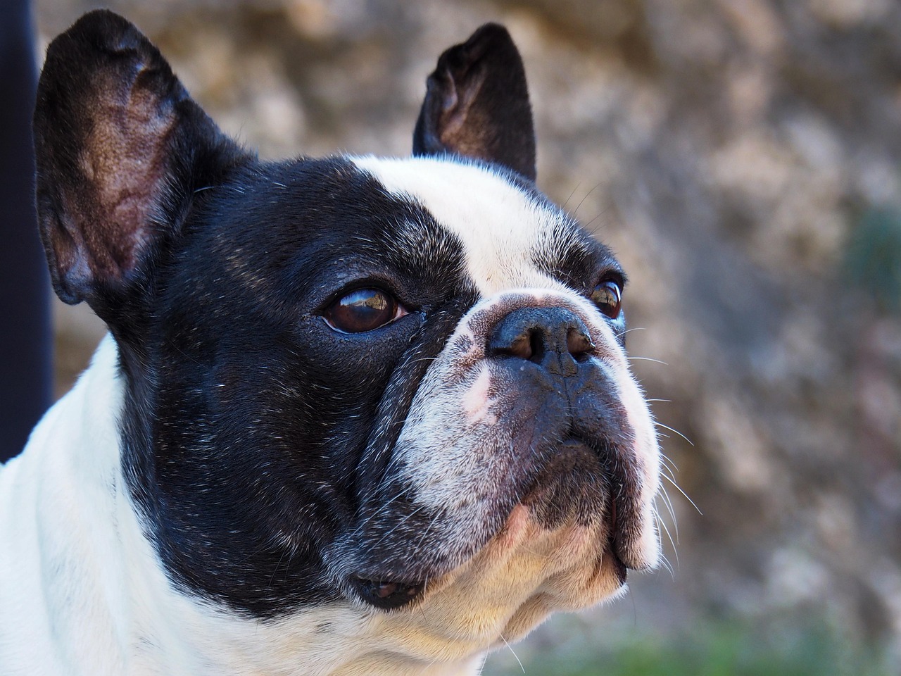 French Bulldog portrait.