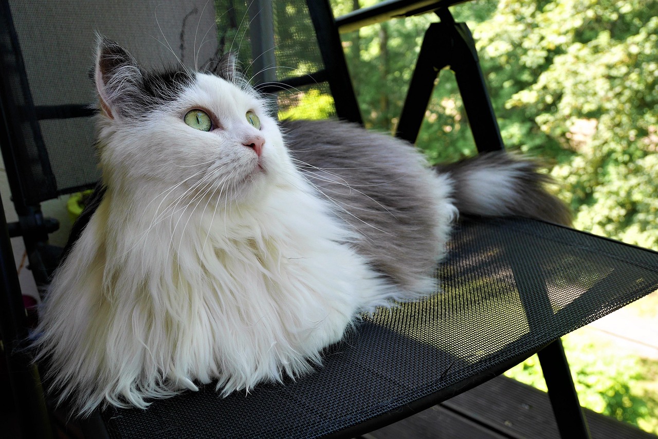 Alert Siberian cat watching its surroundings.