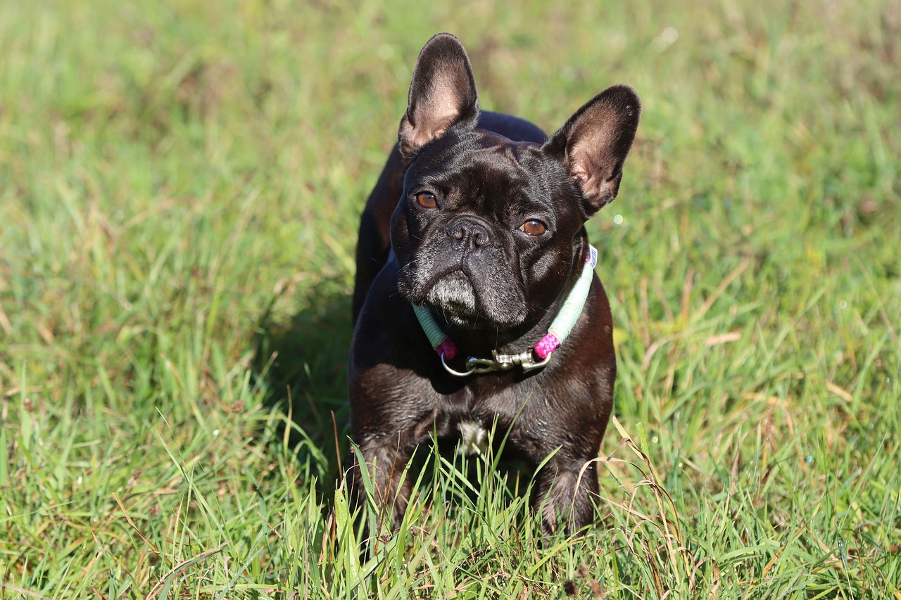 Should I Get a French Bulldog? Honest Breed Guide