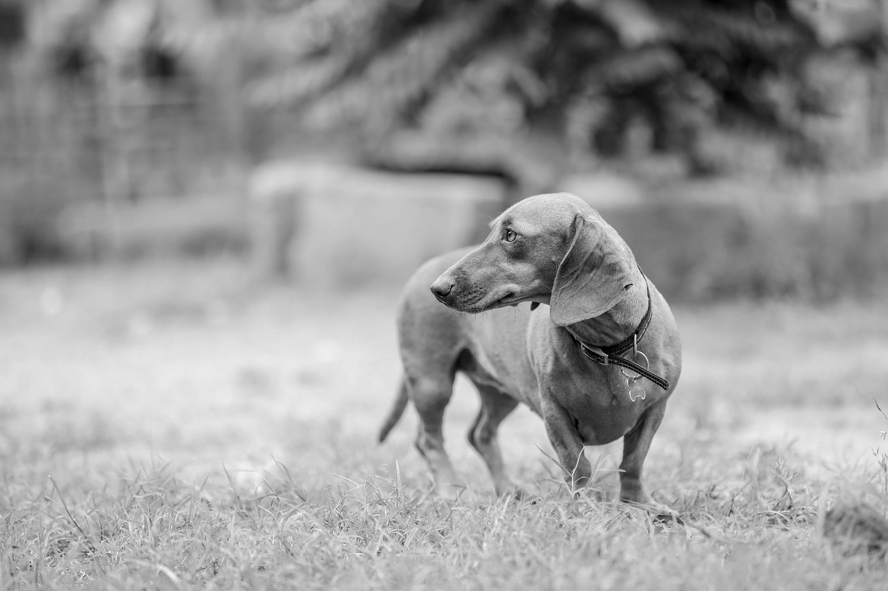 How Long Does Puppy Potty Training Take? Frenchie Guide