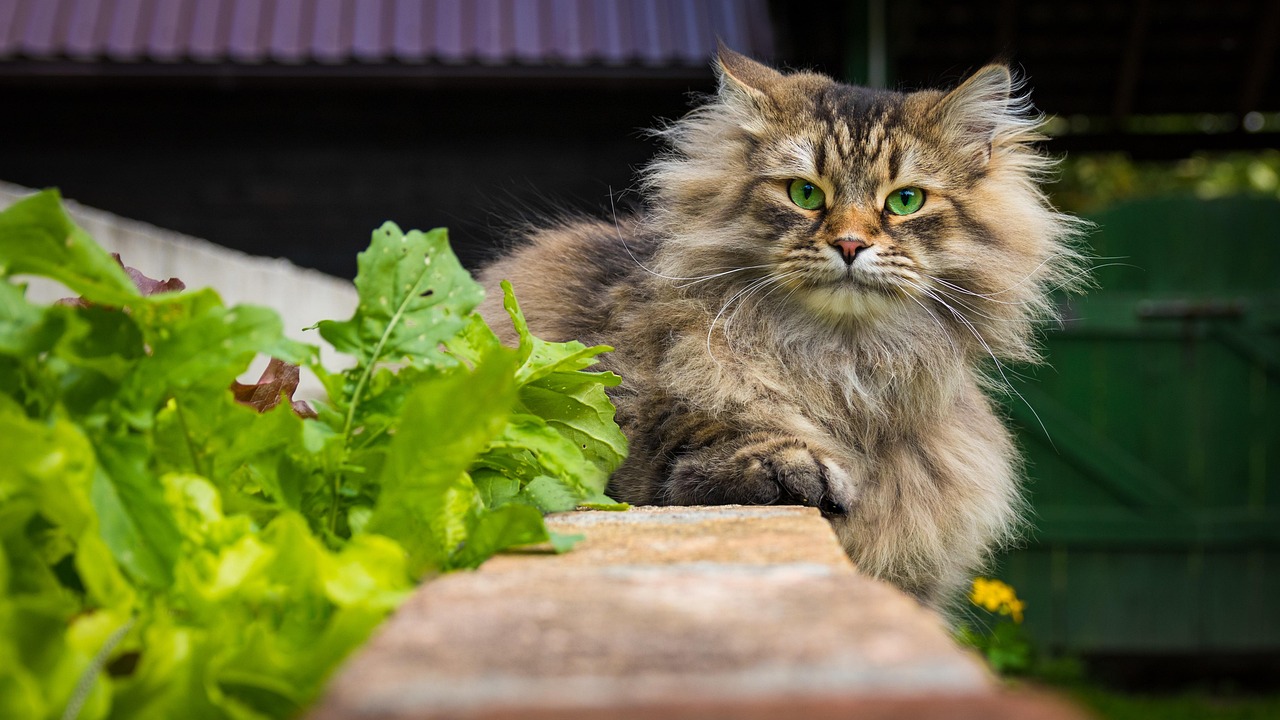 Siberian cat sitting in a garden
