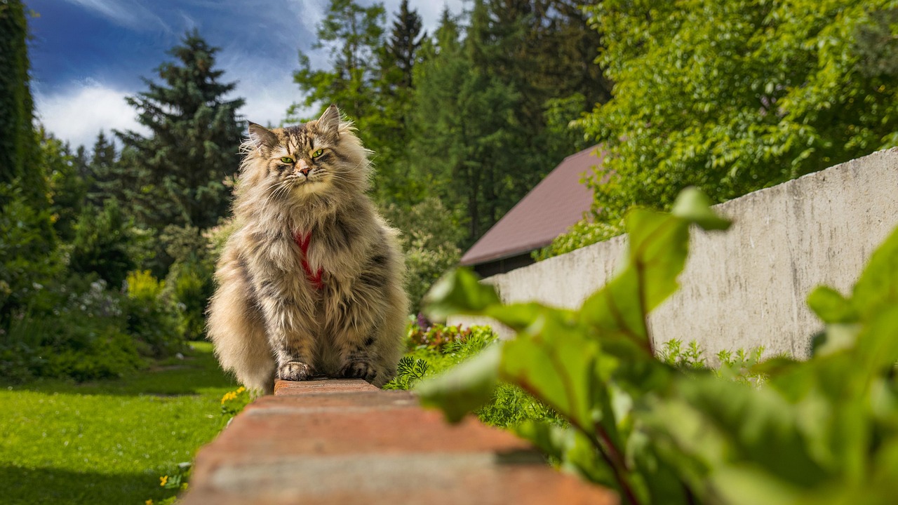 Siberian Cat Insurance Cost by Age: What You’ll Pay
