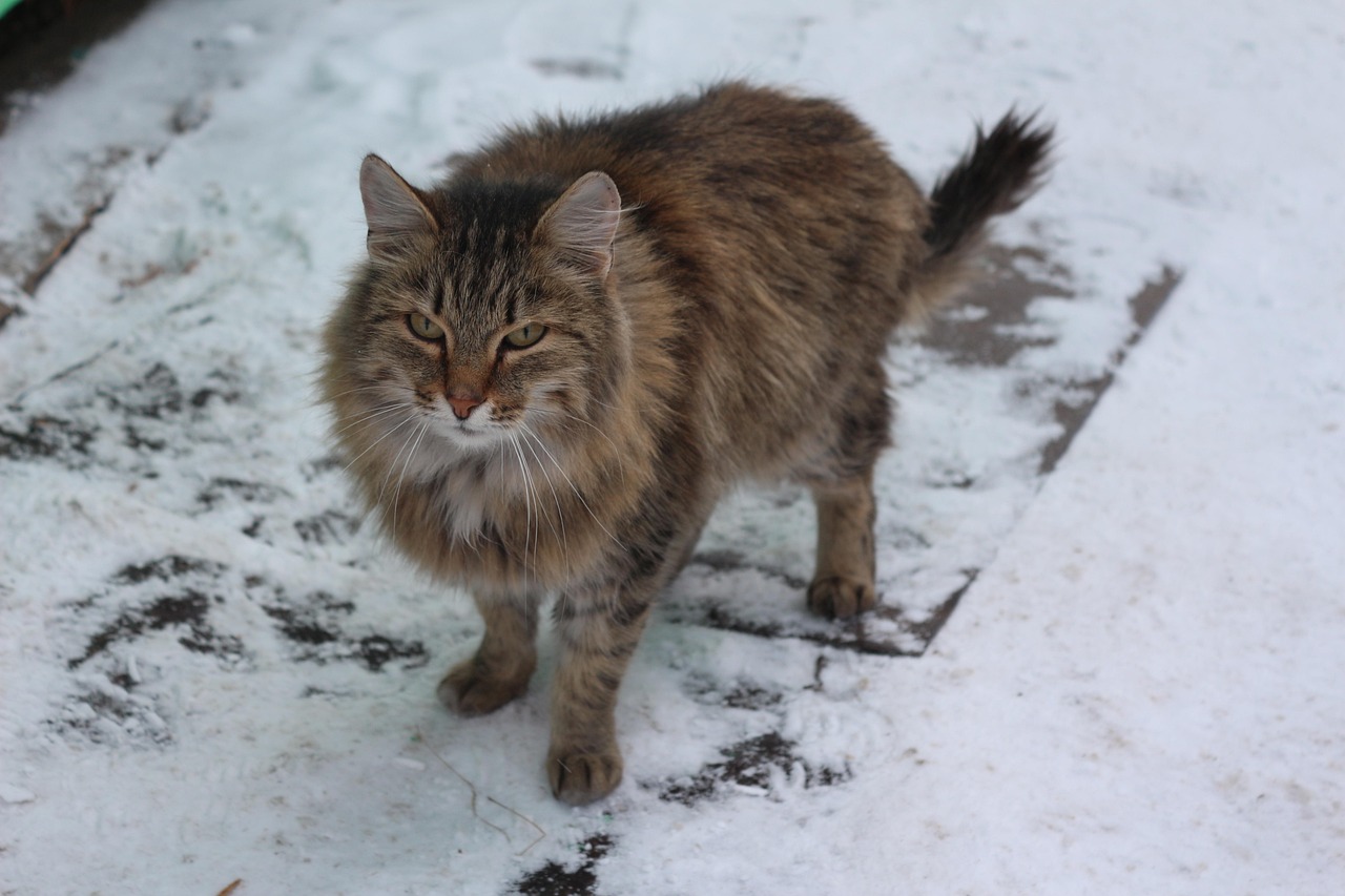 Siberian Cat Price: Color, Breeder vs Rescue Costs