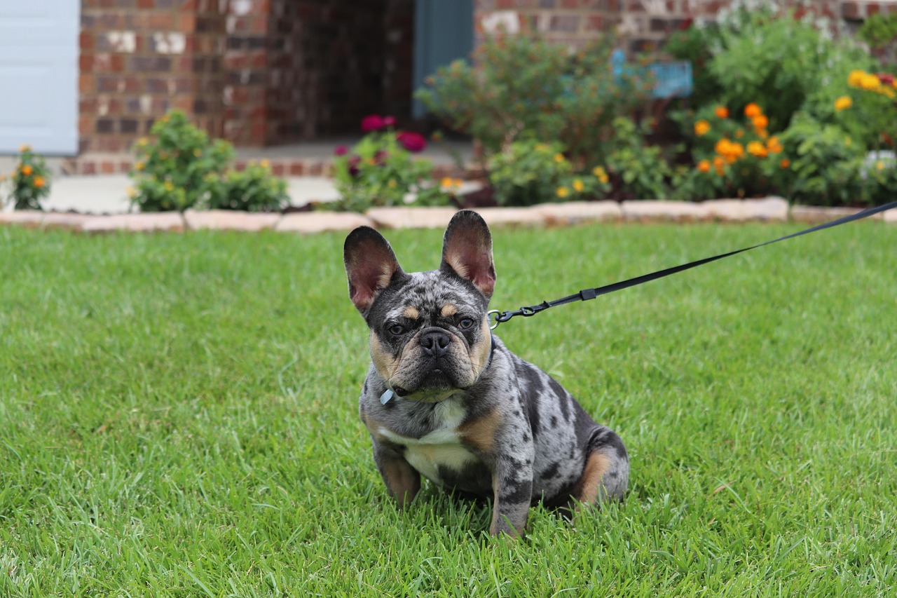 Teacup French Bulldog risks: tiny dog showing serious health and breathing dangers