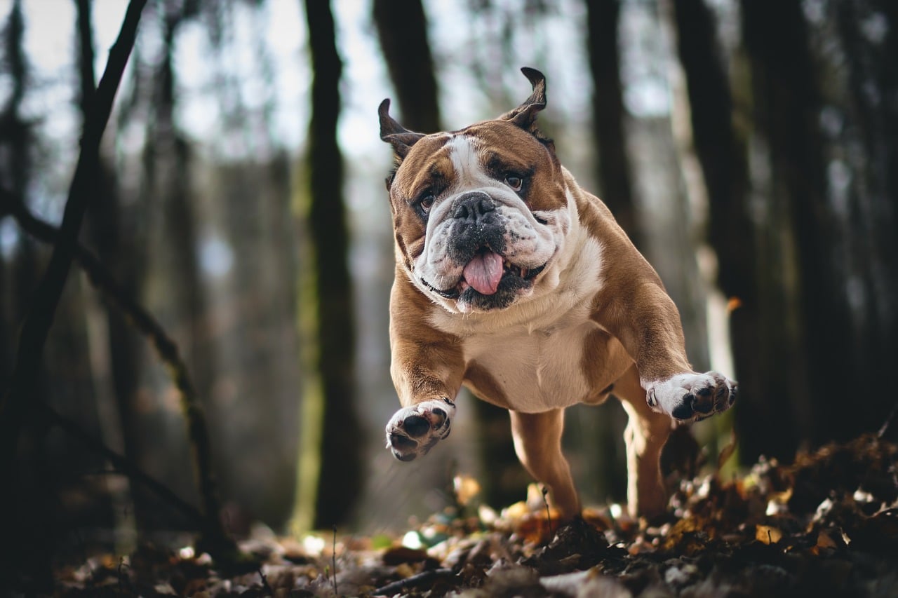 How to Stop Separation Anxiety Barking in French Bulldogs
