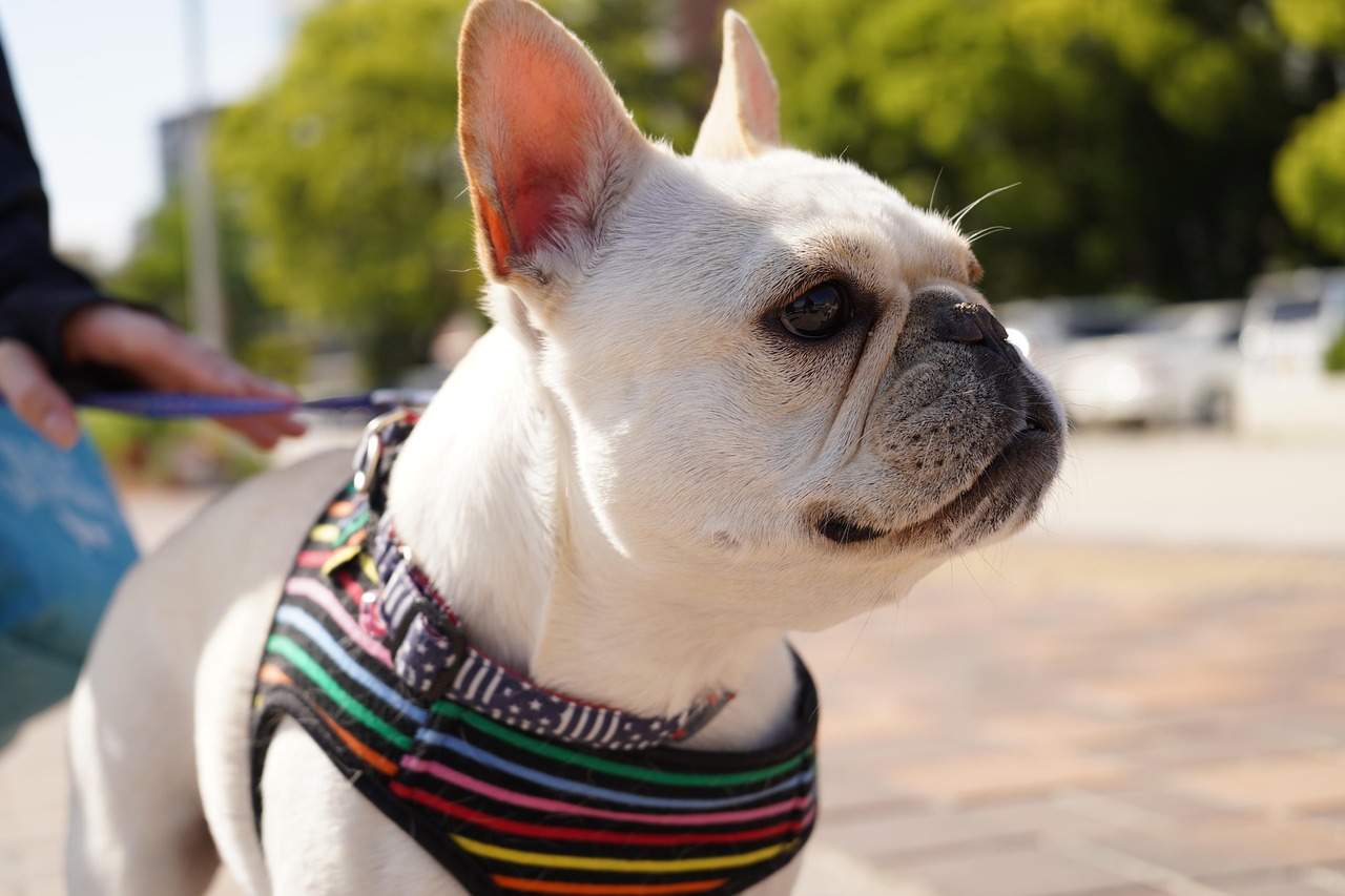 How to Train a French Bulldog Puppy: Complete Guide