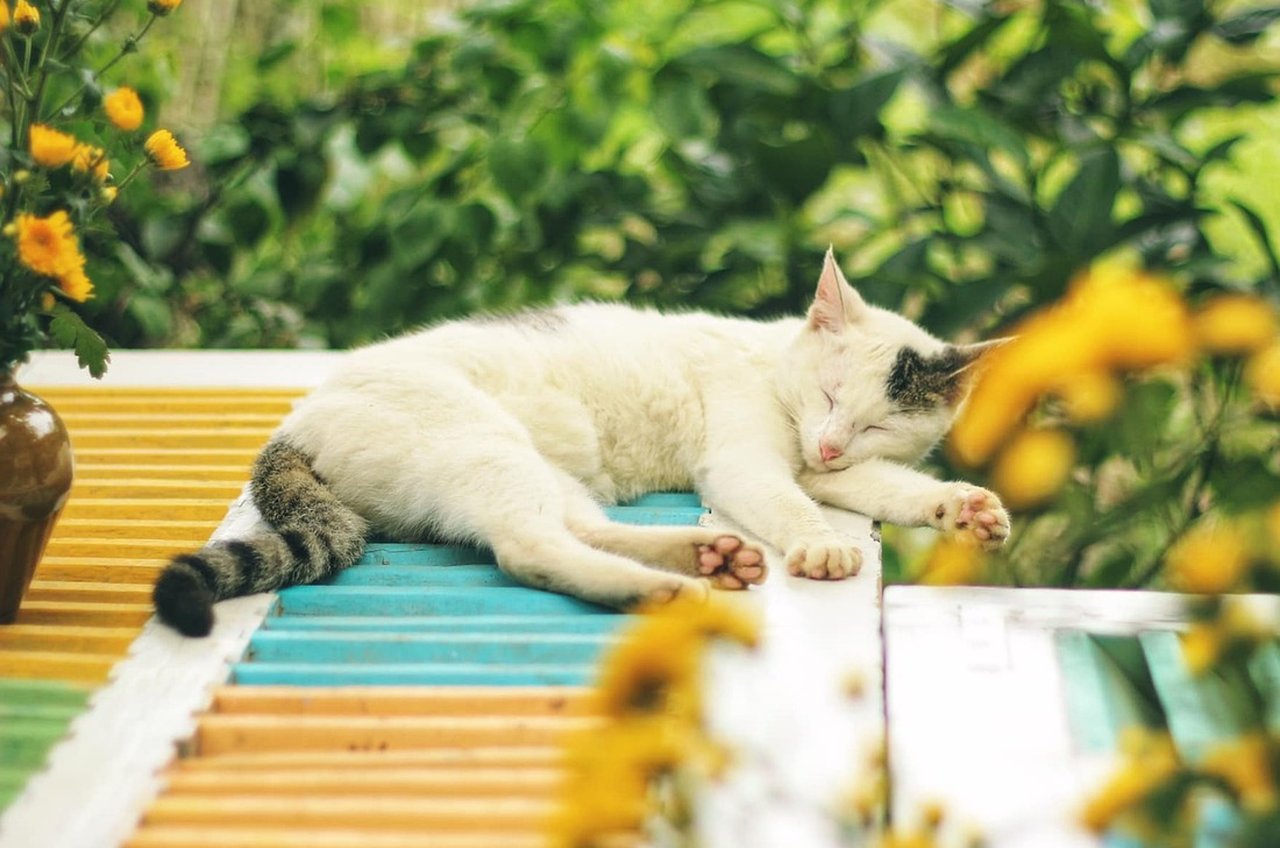 Calm white cat asleep on a garden bench, showing the relaxed, friendly Siberian temperament