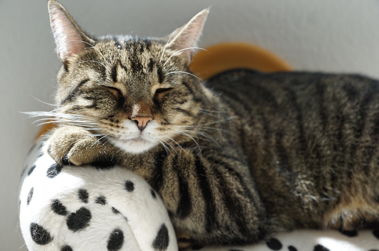 Large brown tabby cat sprawled across a chair, showing how big this cat breed grows