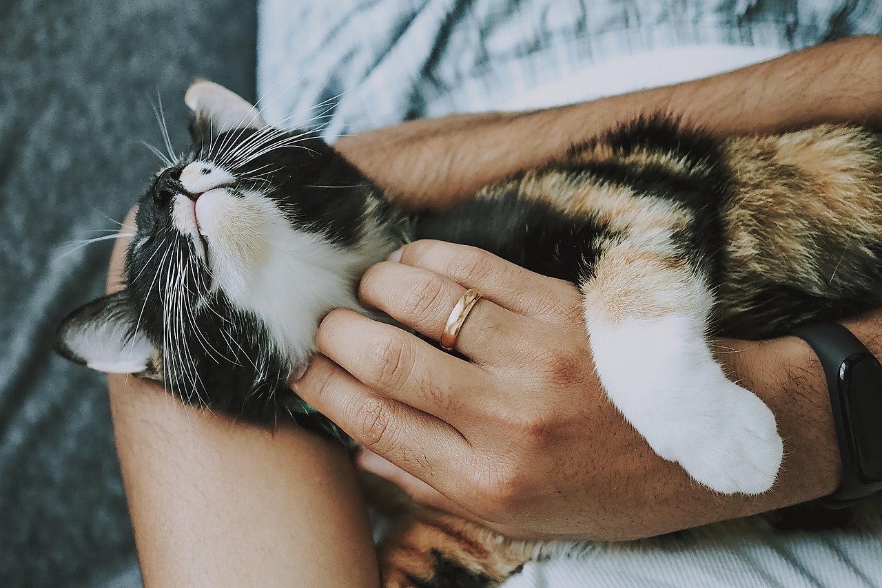Are Siberian cats easy to care for? Siberian cat grooming and care guide.