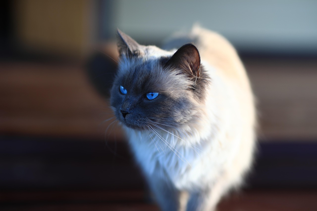 Siberian cat with thick triple coat, illustrating whether are Siberian cats rare as a breed.