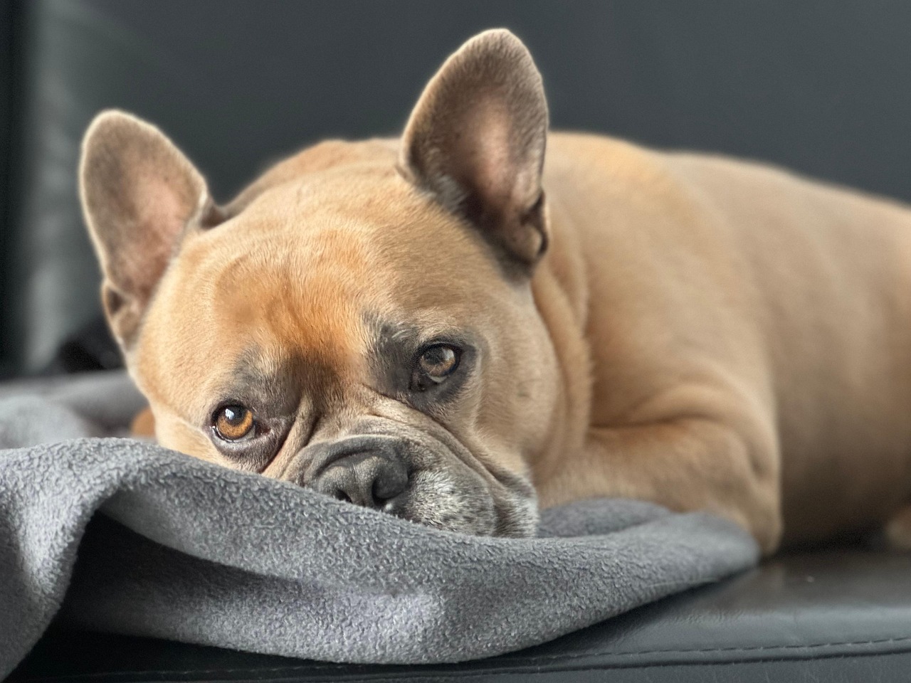 Fluffy gene French Bulldog showing long, soft coat inherited from both carrier parents.