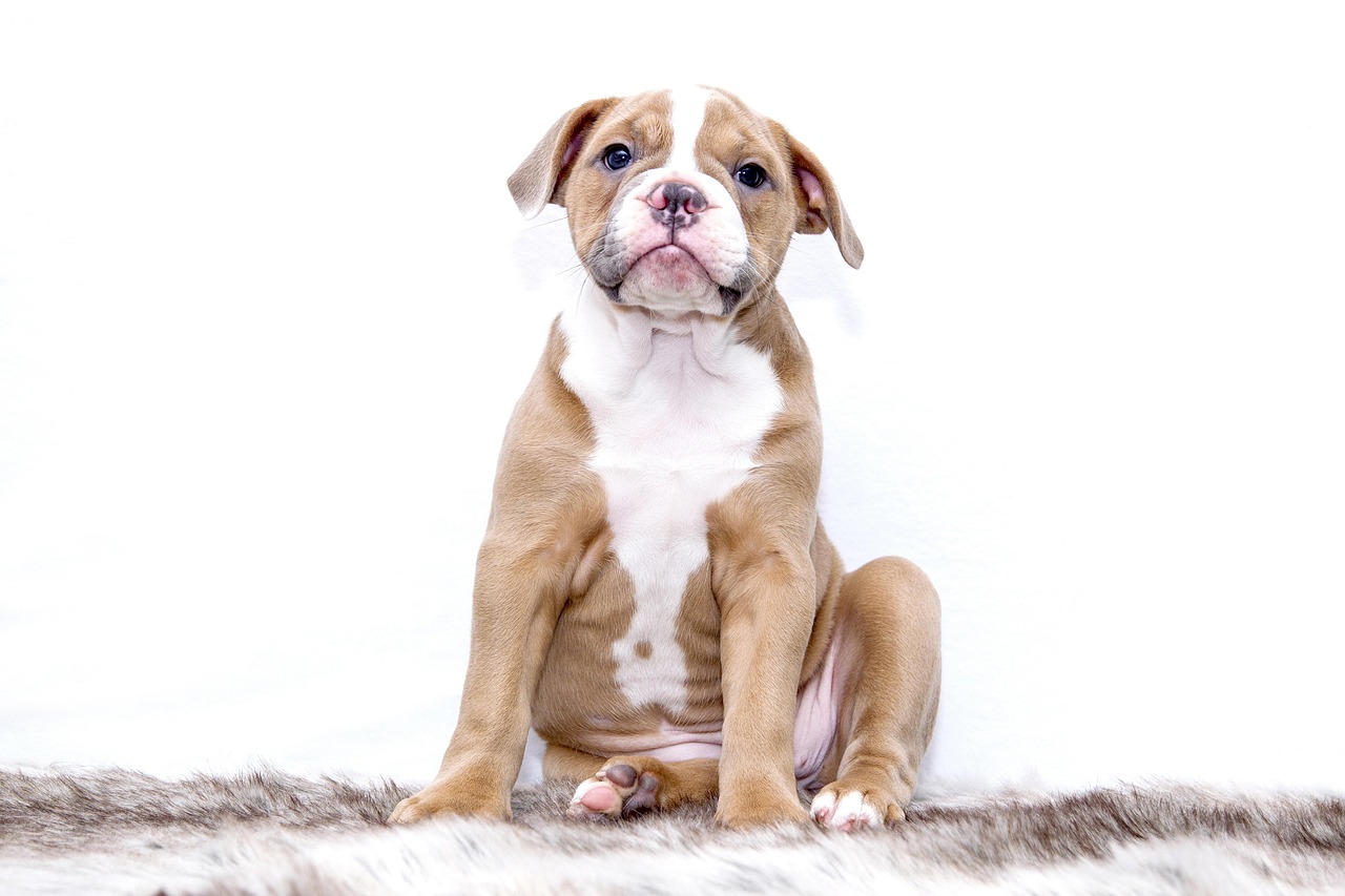 French bulldog barking at dogs on a walk, showing a Frenchie reacting to another dog.