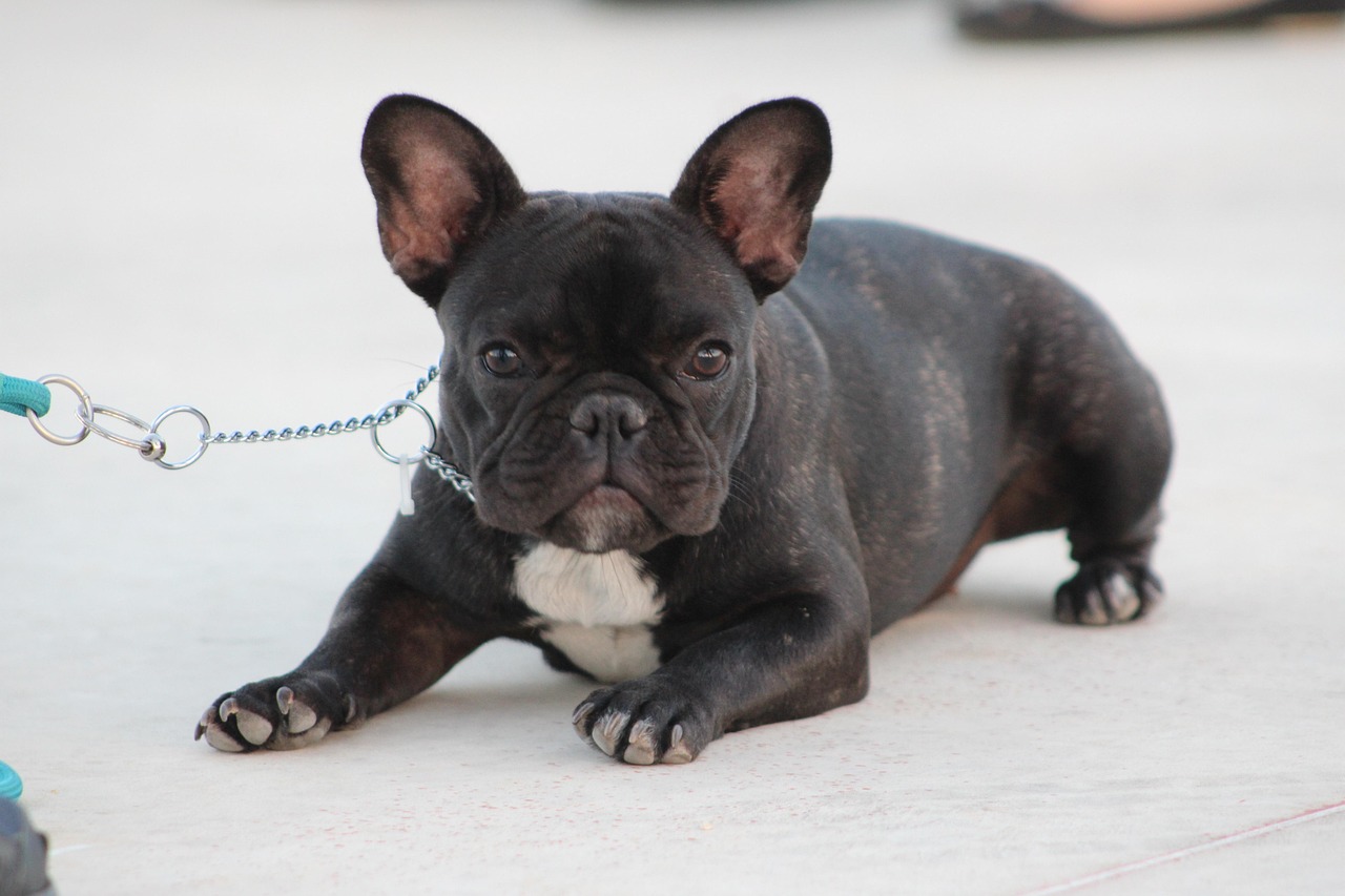 Mini vs Pocket Frenchie comparison: two small French Bulldogs side by side