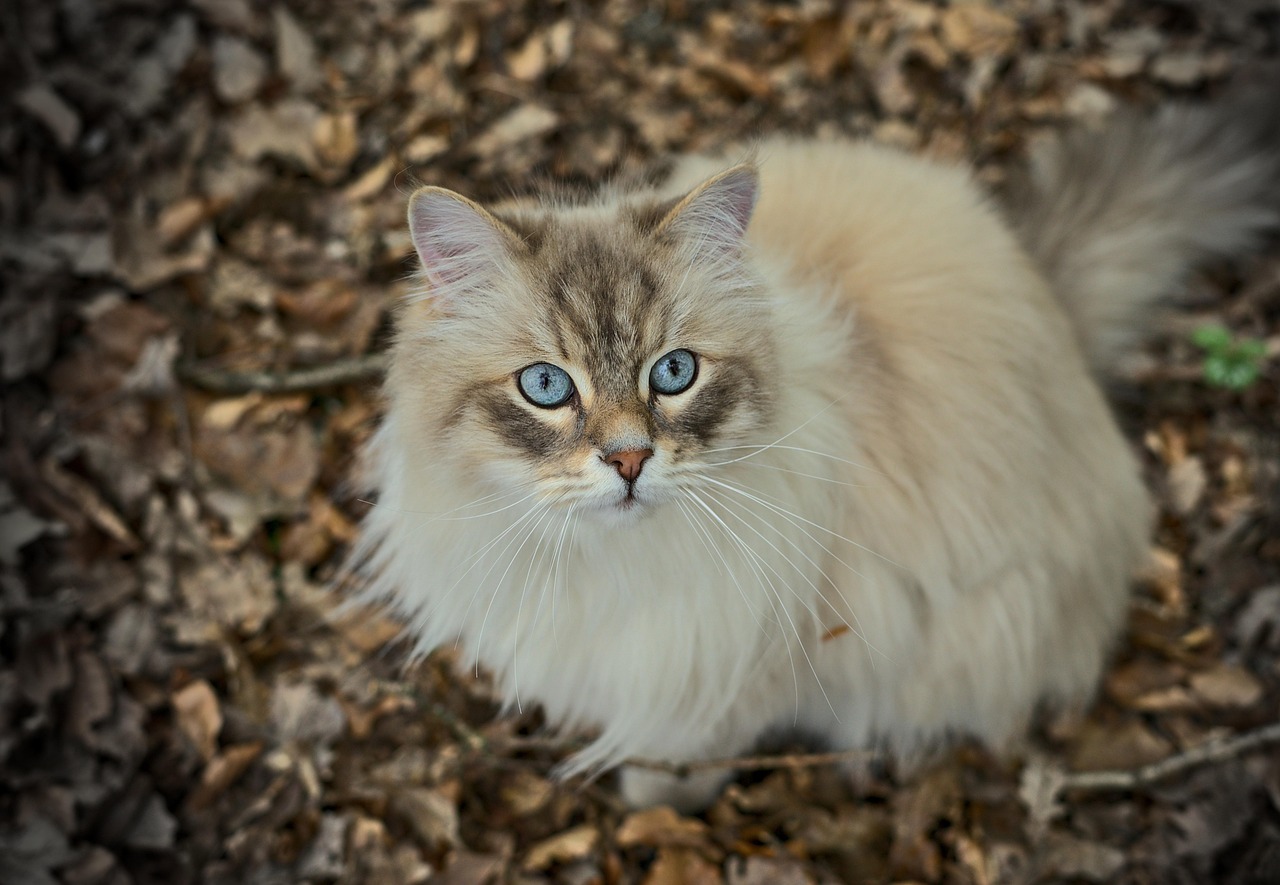 Neva Masquerade Cat with striking blue eyes and colourpoint coat