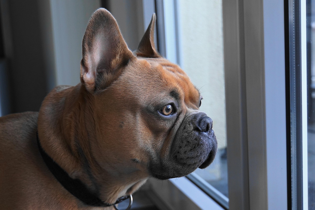 Fawn French Bulldog gazing out of a window while home alone