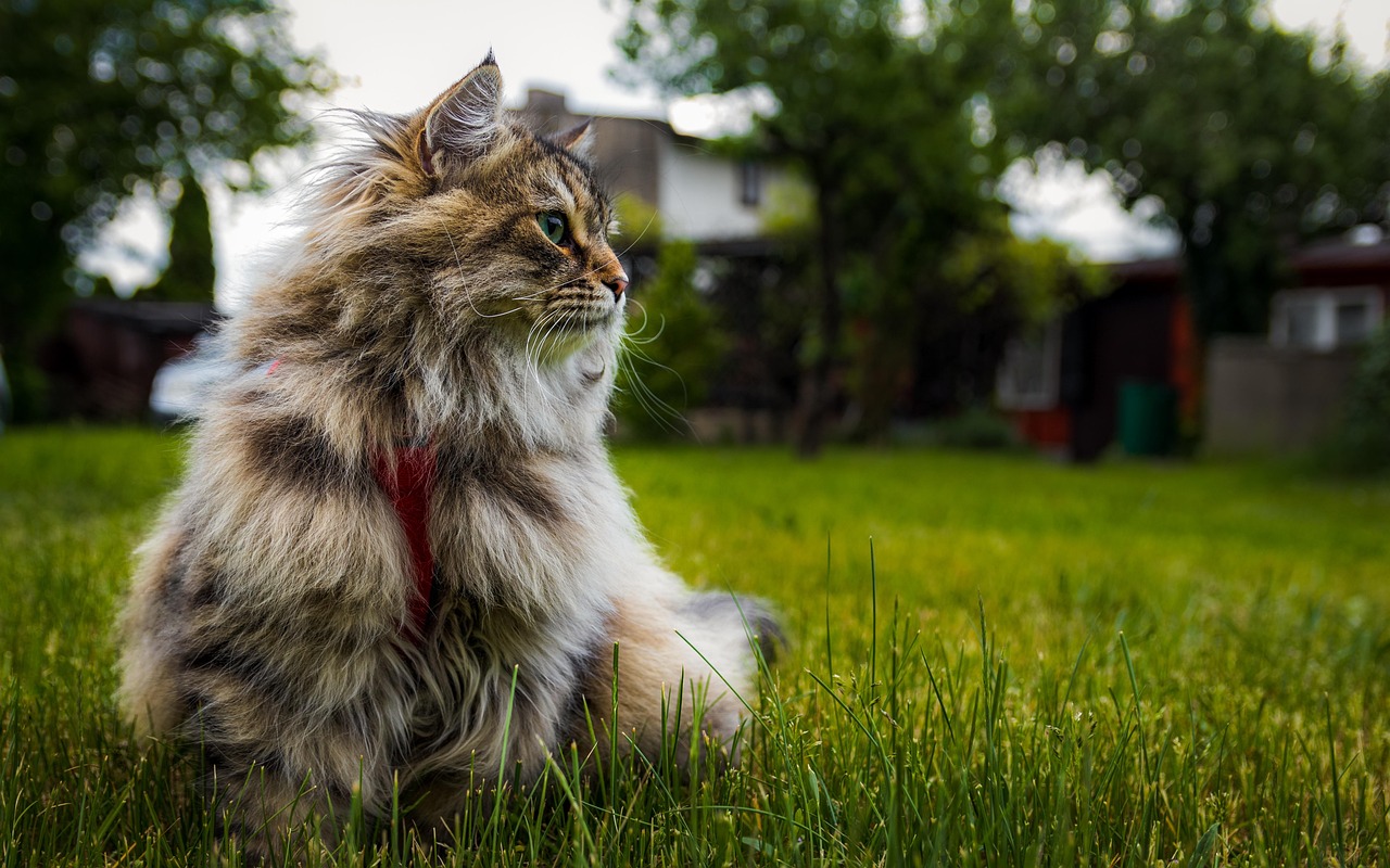 Siberian cat heart disease symptoms: owner checking a Siberian cat's health for warning signs