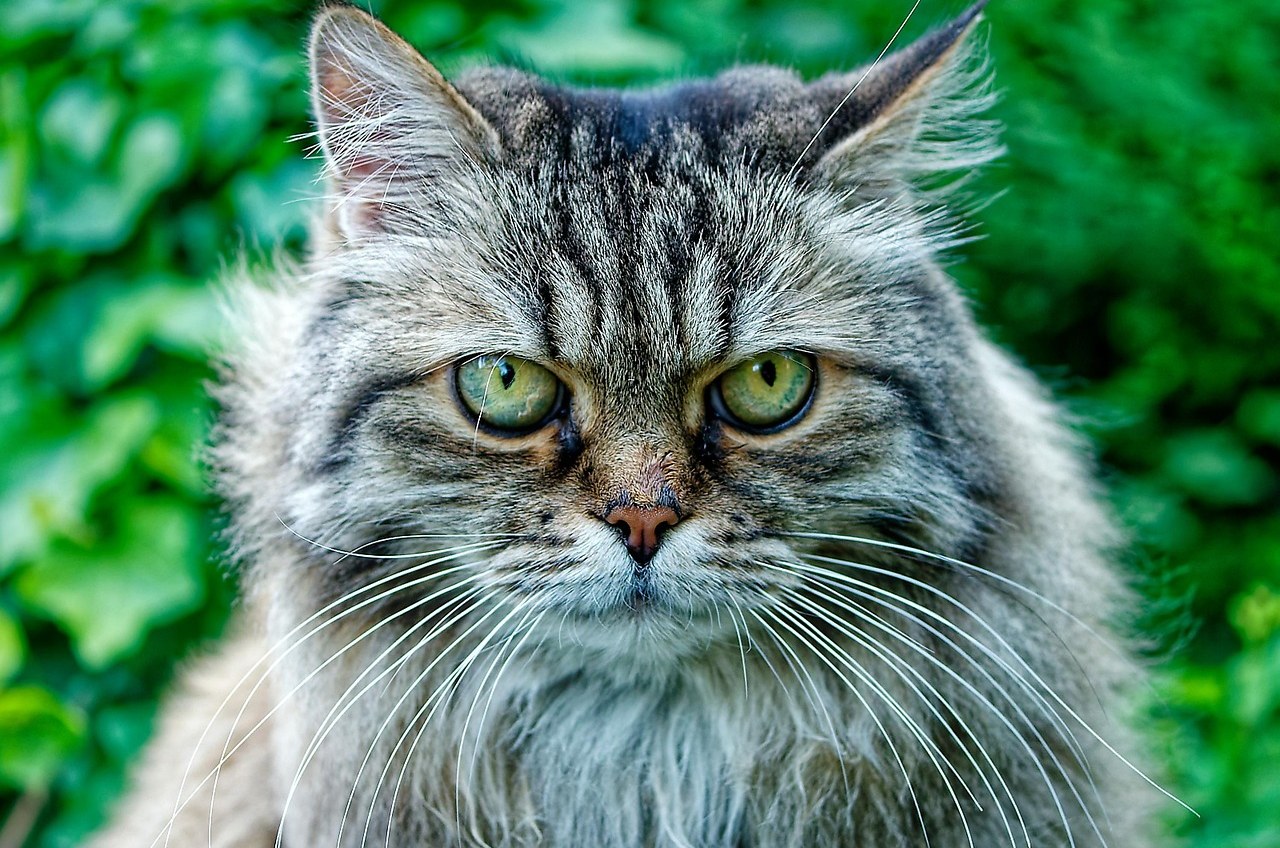 Brown tabby Siberian cat with green eyes against green foliage — hip dysplasia signs and screening in cats