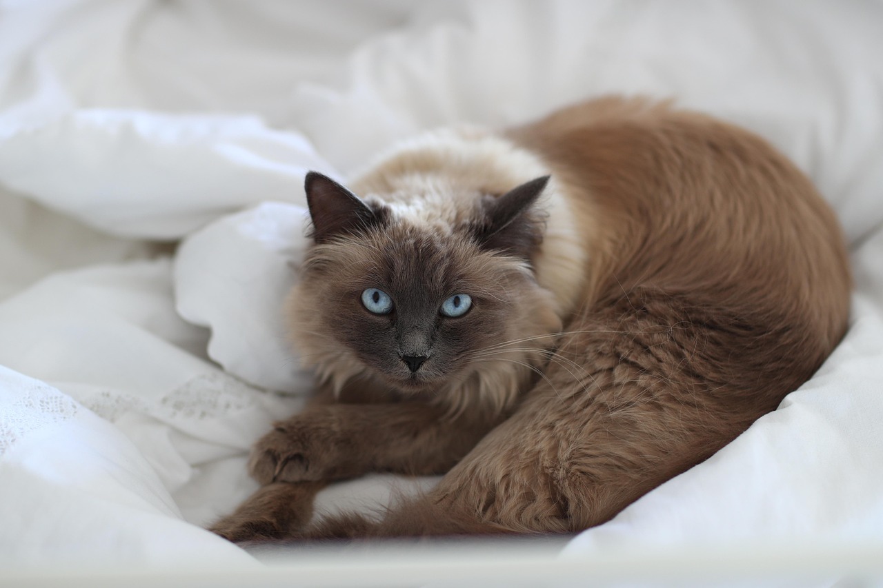 Seal-point long-haired Siberian cat with bright blue eyes lying on white bedding, looking at the camera.