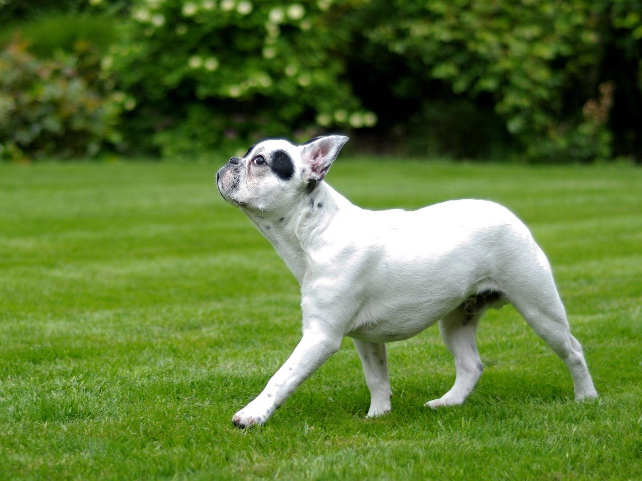 Alert pied French Bulldog standing on a lawn with ears up and watching — the alert posture that often comes just before a Frenchie barks at a stranger.